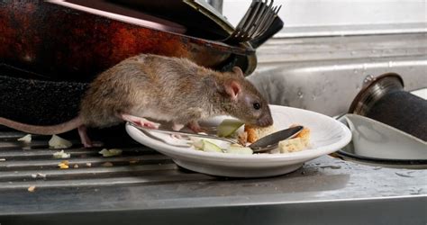 Signs Of Rodents In Your Restaurant Abc Termite And Pest Control