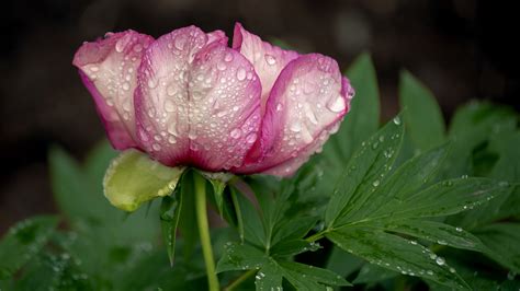 Chinese Peony In Full Bloom In Beijing Parks Cgtn