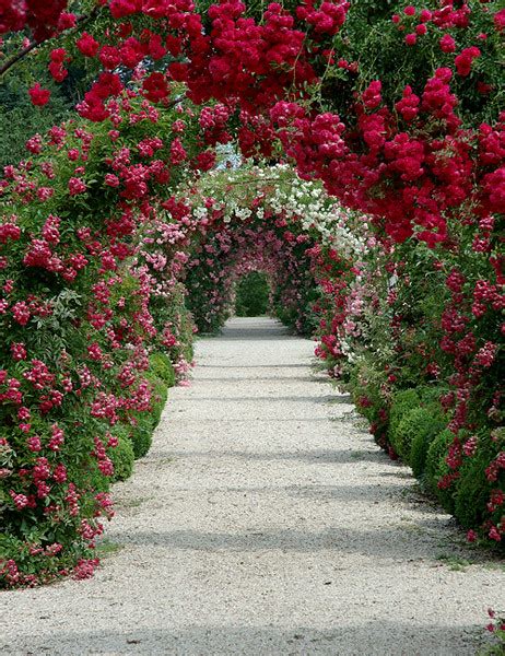 Pfrosearbor86 The Rose Arbor Of Planting Fields Arboret Green