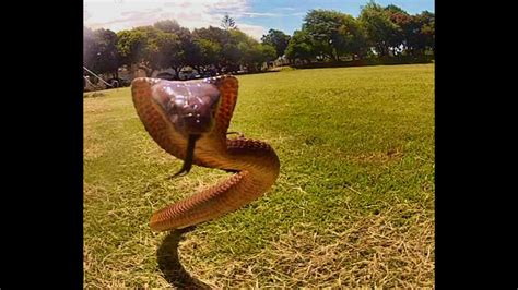 Snake Strikes Camera Ultimate Cape Cobra Snake Strike Youtube