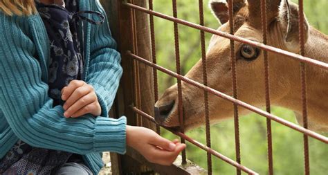 Çocuk Hayvanat Bahçesi Olan İller 10 Harika Seçenek Anneysen