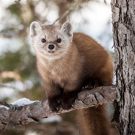These 20 Adorable Animals Are Distinctly Canadian Slice