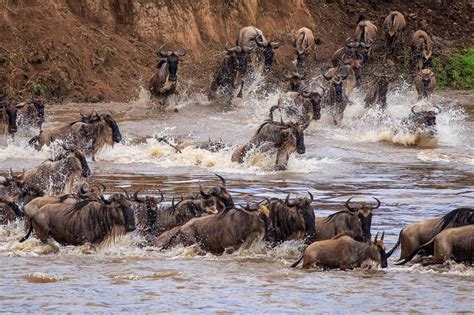 The Wildebeest Migration A Photo Essay Anne Mckinnell Photography