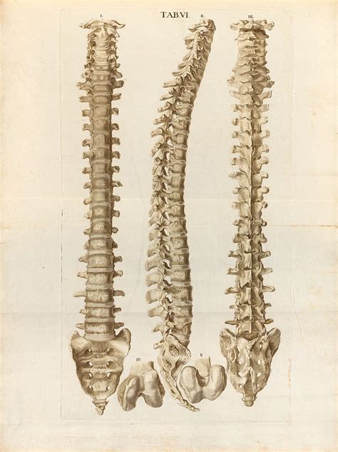 Plate 6 From Christoph Jacob Trews Tabulae Osteologicae Medical Art