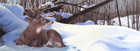 Larry Beckstein Wildlife Artist View Item Deer Painting Wrapped