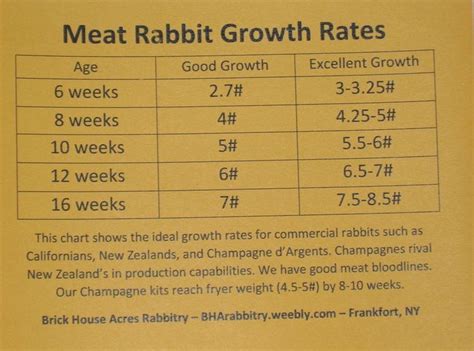 Selecting Quality Breeding Stock Brick House Acres Rabbitry Meat