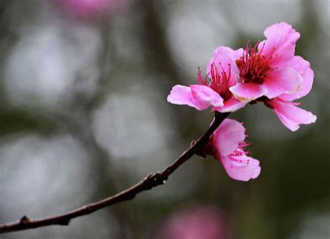 Single Cherry Blossom Photograph By Eva Thomas Fine Art America
