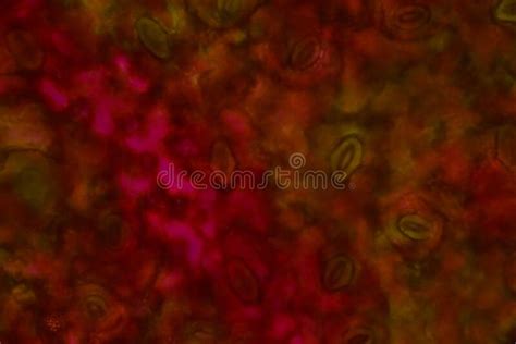 Close Up Texture Of Plants Cells Stock Photo Image Of Focus Material