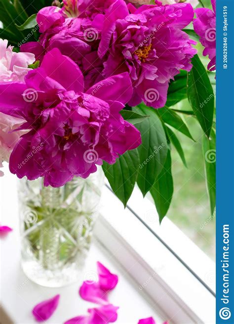 Bright Beautiful Peony Flowers In Vase On Windowsill Stock Photo