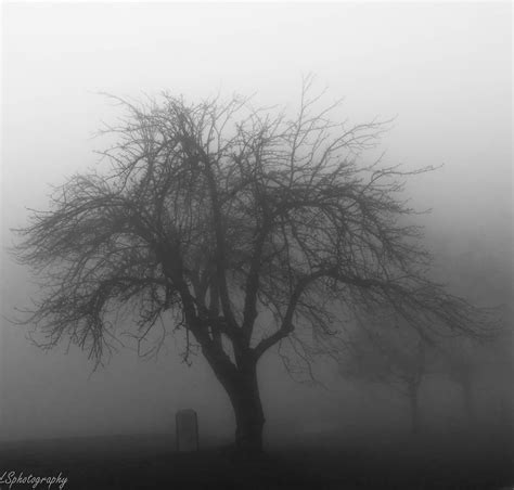 Foggy Day Flickr