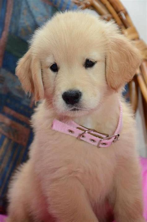 10 Best Golden Retriever Names Puppies Pets Cute Animals