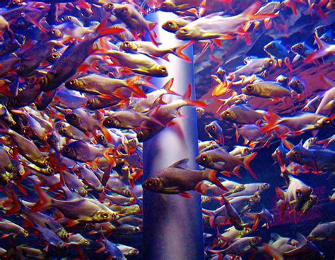 Extensive fish farming means that the company that raises the fish uses large ponds to raise them in. How To Start A Fish Farm - Raising Fish For Food At Home ...