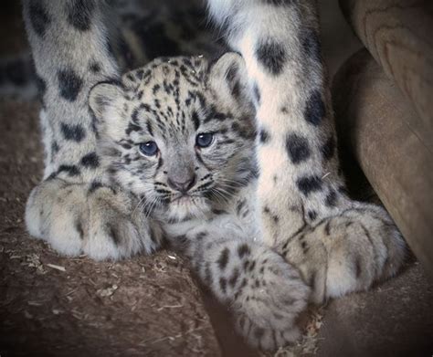 Snow Leopard Cub And Mom Play At Dudley Zoological Gardens Zooborns