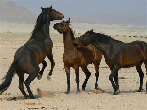 The Wild Horses Of Namibia Artofit