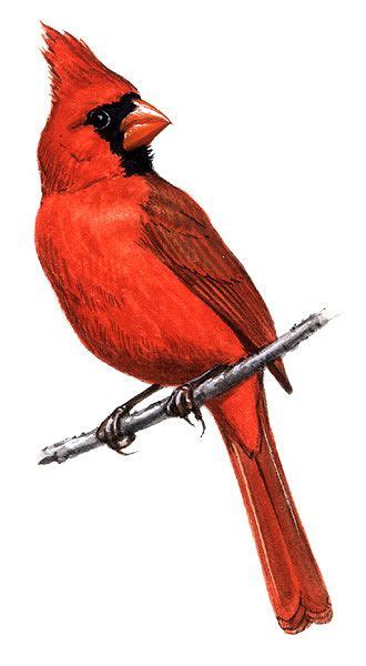 Illinois State Bird Cardinal Birds Painting Cardinal Birds Art