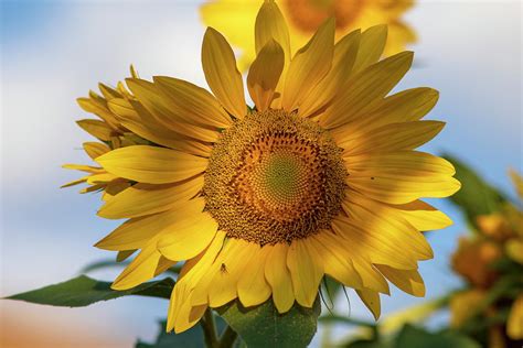 Sunflower Power Photograph By Lynn Hopwood Pixels