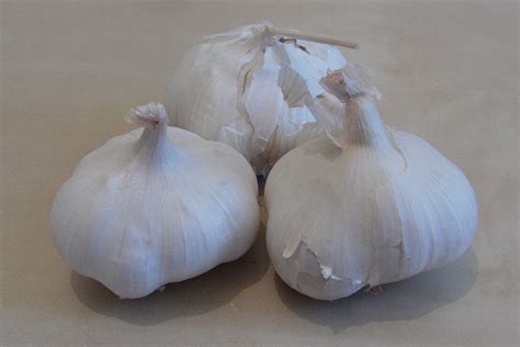 garlic pictures Archives - Richard North