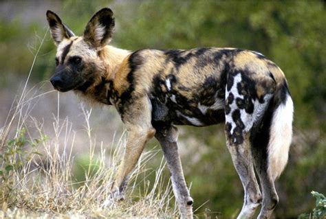 African Wild Dog Wild Republic