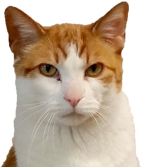 Download Cat Face Png Png Image With No Background