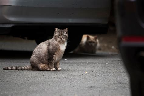 51 Hq Images Feral Cat Colony Help New Law Opens Up Funding For