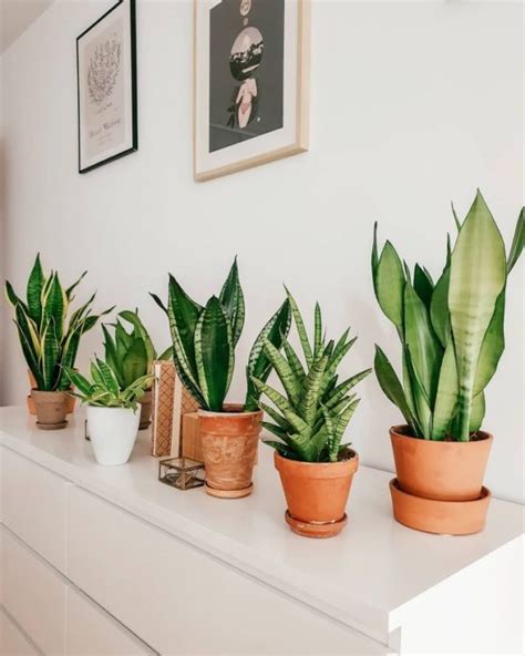 10 Lucky Plants That Bring Health Wealth And Happiness To Your Home