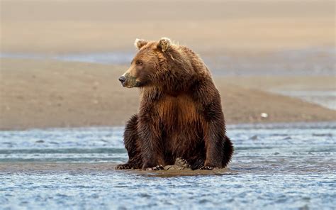 Brown Bear Sitting On Sand Near Body Of Water During Daytime Hd