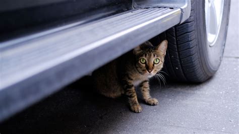 Cats Inside Car Engine Bays How To Avoid Killing Them