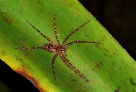 Okefenokee Fishing Spider Dolomedes Okefinokensis · Inaturalist