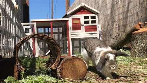 Bunny Rabbit Habitat Youtube