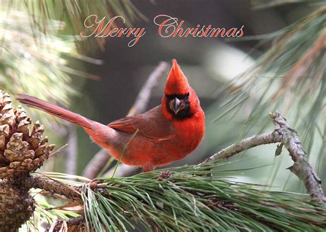 Img0562 002 Cardinal Merry Christmas Photograph By Travis Truelove