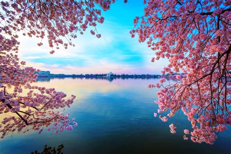 Cherry Blossom Tree Backgrounds Flowering Tree Mac Backgrounds