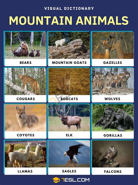 Mountain Animals List Of Animals That Live In The Mountain With Facts