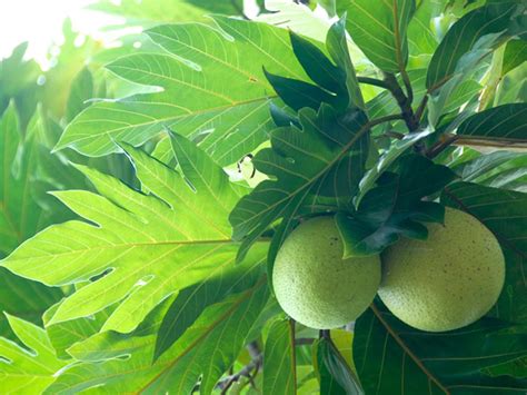 About Breadfruit National Tropical Botanical Garden