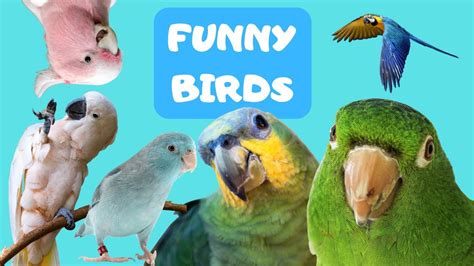 Funny Birds Youtube