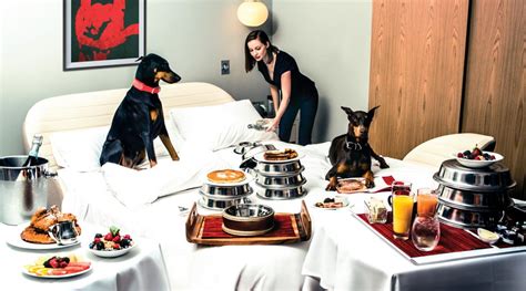 Here Are The 9 Best Luxury Pet Friendly Hotels In The Us Luxurylaunches