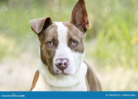 Cute Puppy Dog With One Ear Up And One Ear Down Stock Image Image Of