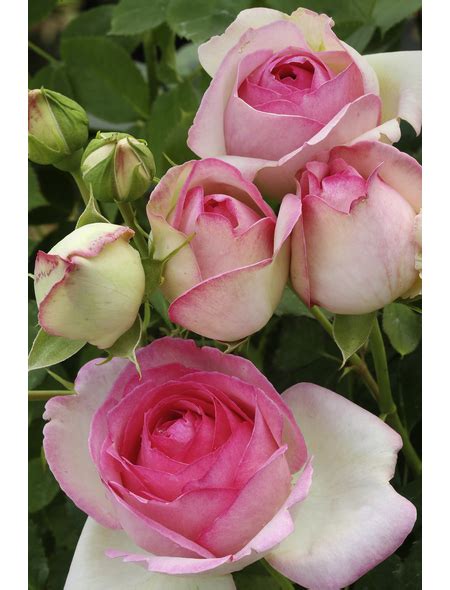 Kletterrose Rosa Hybrida Mini Eden Rose Blütenfarbe Rosa Hagebauat