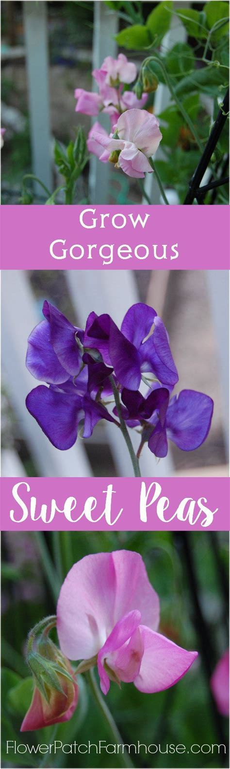 How To Grow Sweet Peas Flower Patch Farmhouse Growing Sweet Peas