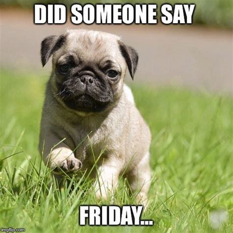 101 Lovable Pug Memes That Are Too Puggin Cute