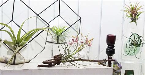 I got a few air plants with the shipment of succulents i received for my succulent wall planter and needed a way to display them. DIY Magnetic Plant Holder for Small Spaces | My Garden Life