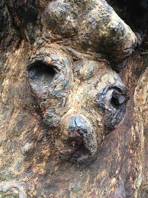 Bark Faces Tree Gazing