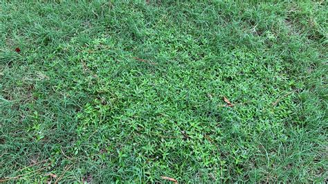 Weed Management In Your Bermuda Grass Garden Batang Tabon