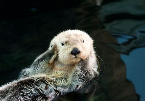 Funny Otter Names A List Of Over 100 Hilarious Names For Pet Otters
