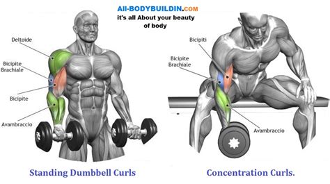 Dumbbell Exercises For The Biceps Get Big Arms With Simple Dumbbell