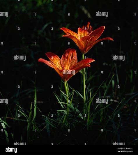 Orange Lily Fire Lily Or Tiger Lily Lilium Bulbiferum Or Lilium