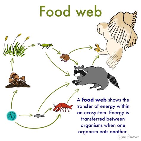 Easy Food Web Diagram
