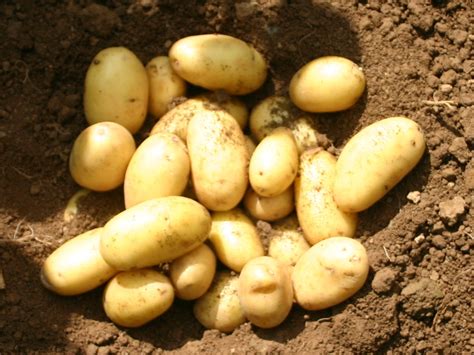 Maris Peer Castlecor Potatoes