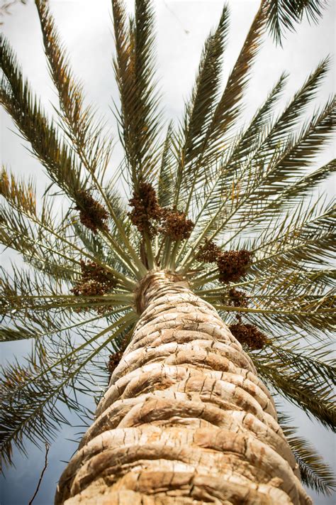 Kostenlose Foto Baum Natur Ast Sonne Frucht Lebensmittel Palme