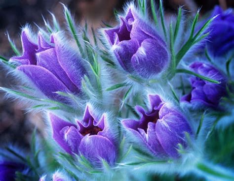 Fun Duniya Amazing Purple Flowers Photography