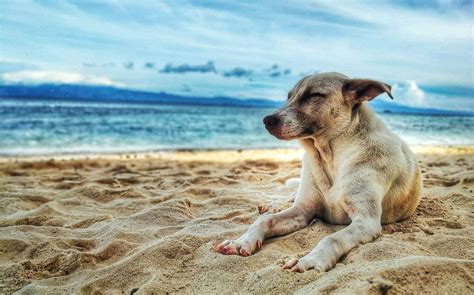 6 Dog Friendly Beaches In And Around Sydney That Your Pet Will Love